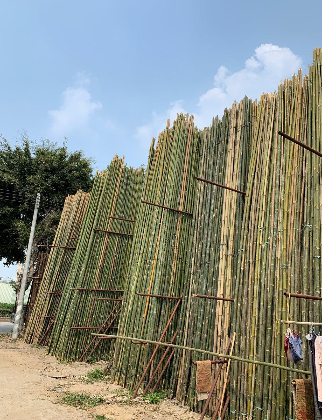 东莞地区转让大量竹竿 批发竹子
